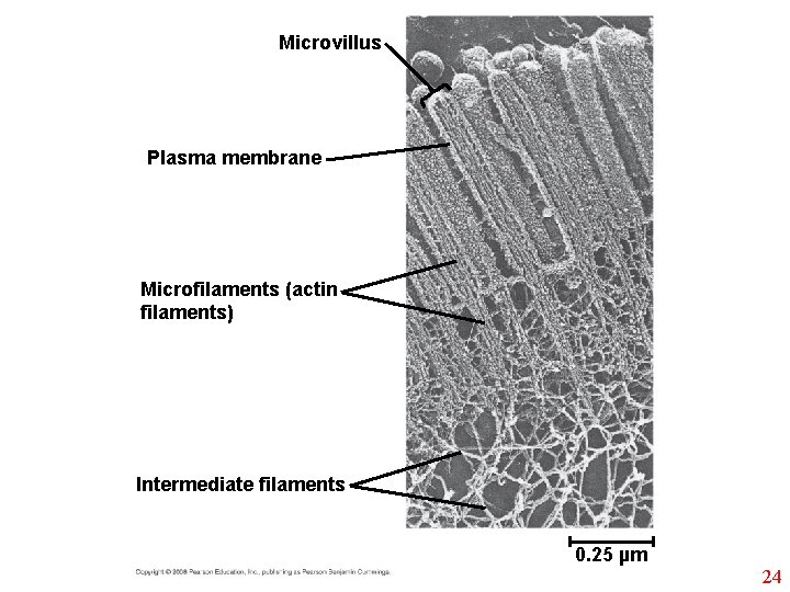 Microvillus Plasma membrane Microfilaments (actin filaments) Intermediate filaments 0. 25 µm 24 