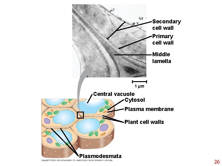 Secondary cell wall Primary cell wall Middle lamella 1 µm Central vacuole Cytosol Plasma