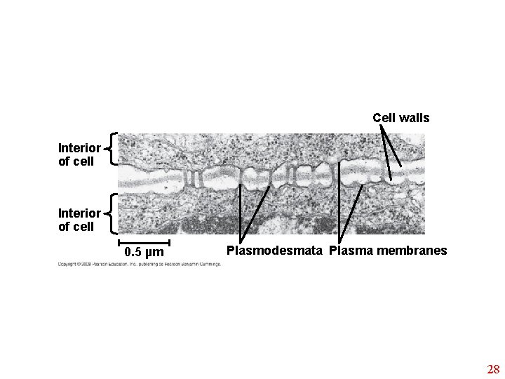 Cell walls Interior of cell 0. 5 µm Plasmodesmata Plasma membranes 28 