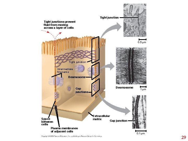 Tight junctions prevent fluid from moving across a layer of cells 0. 5 µm