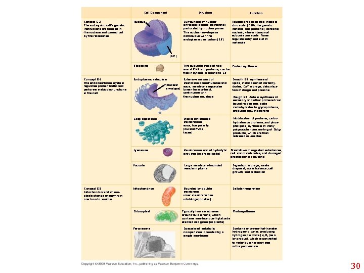 Cell Component Concept 6. 3 The eukaryotic cell’s genetic instructions are housed in the