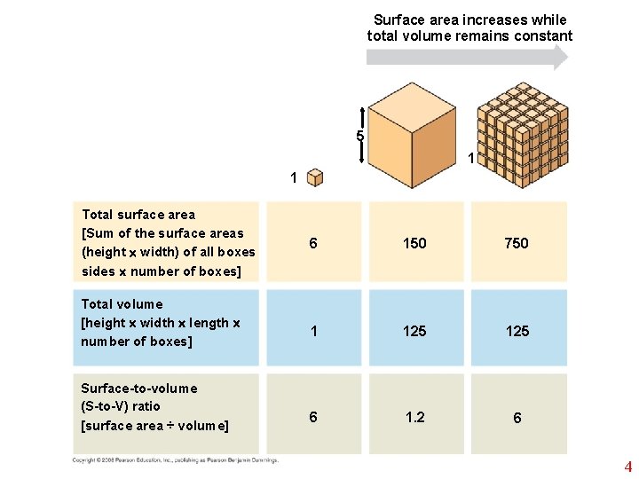 Surface area increases while total volume remains constant 5 1 1 Total surface area