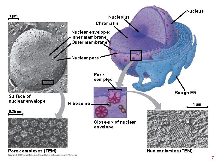 Nucleus 1 µm Nucleolus Chromatin Nuclear envelope: Inner membrane Outer membrane Nuclear pore Pore
