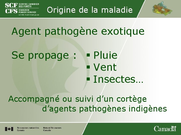 Origine de la maladie Agent pathogène exotique Se propage : § Pluie § Vent