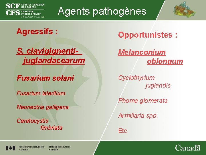 Agents pathogènes Agressifs : Opportunistes : S. clavigignentijuglandacearum Melanconium oblongum Fusarium solani Cyclothyrium juglandis