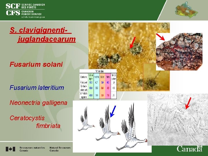 S. clavigignentijuglandacearum Fusarium solani Fusarium lateritium Neonectria galligena Ceratocystis fimbriata 