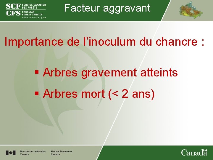 Facteur aggravant Importance de l’inoculum du chancre : § Arbres gravement atteints § Arbres