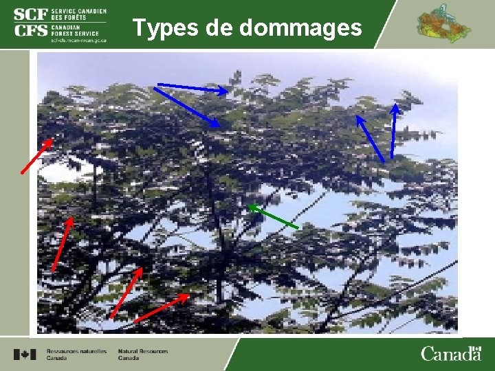 Types de dommages 