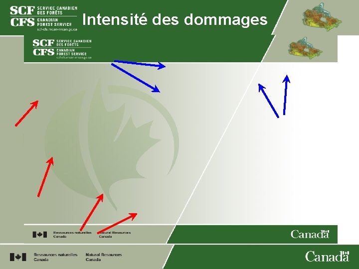 Intensité des dommages 