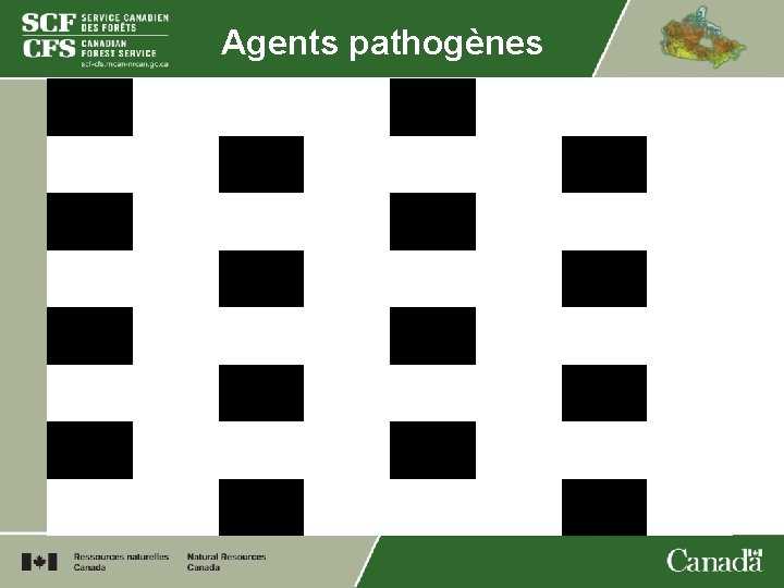 Agents pathogènes 