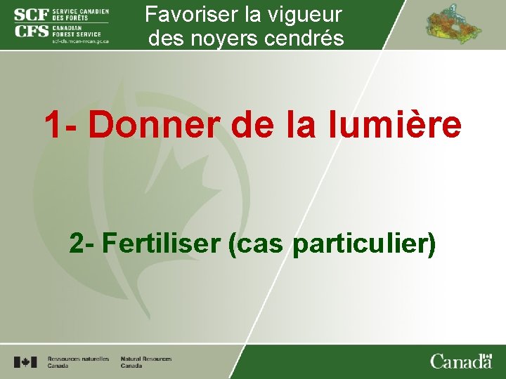 Favoriser la vigueur des noyers cendrés 1 - Donner de la lumière 2 -