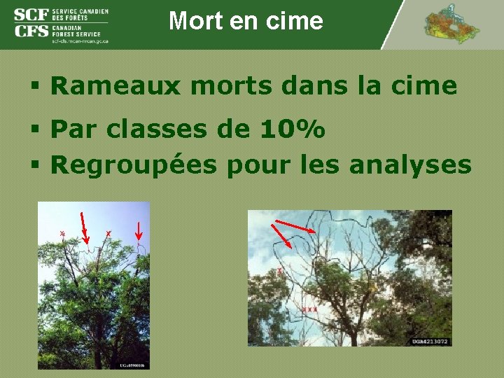 Mort en cime § Rameaux morts dans la cime § Par classes de 10%