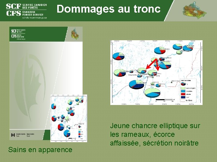 Dommages au tronc Sains en apparence Jeune chancre elliptique sur les rameaux, écorce affaissée,