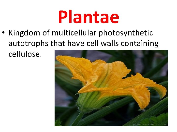 Plantae • Kingdom of multicellular photosynthetic autotrophs that have cell walls containing cellulose. 