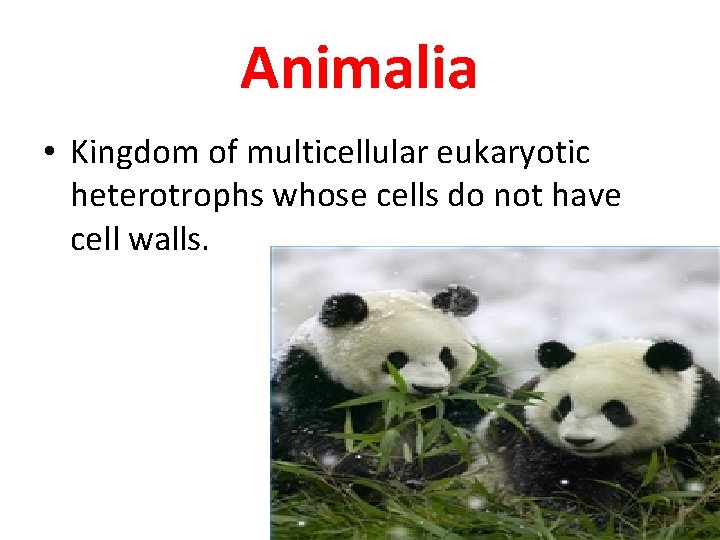 Animalia • Kingdom of multicellular eukaryotic heterotrophs whose cells do not have cell walls.