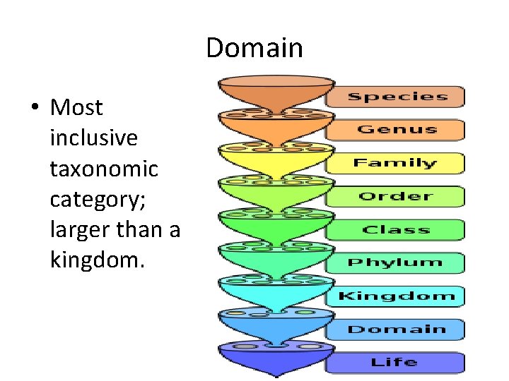 Domain • Most inclusive taxonomic category; larger than a kingdom. 