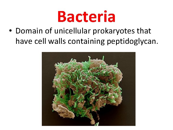Bacteria • Domain of unicellular prokaryotes that have cell walls containing peptidoglycan. 