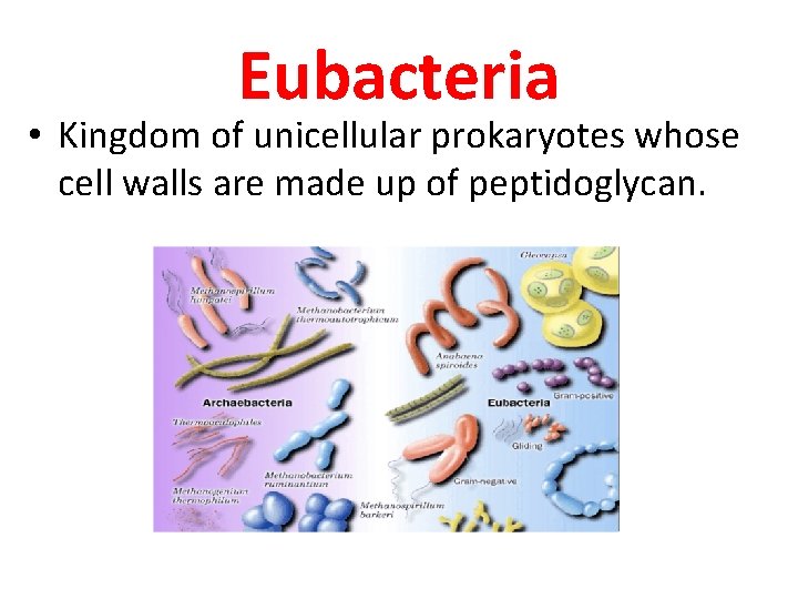 Eubacteria • Kingdom of unicellular prokaryotes whose cell walls are made up of peptidoglycan.