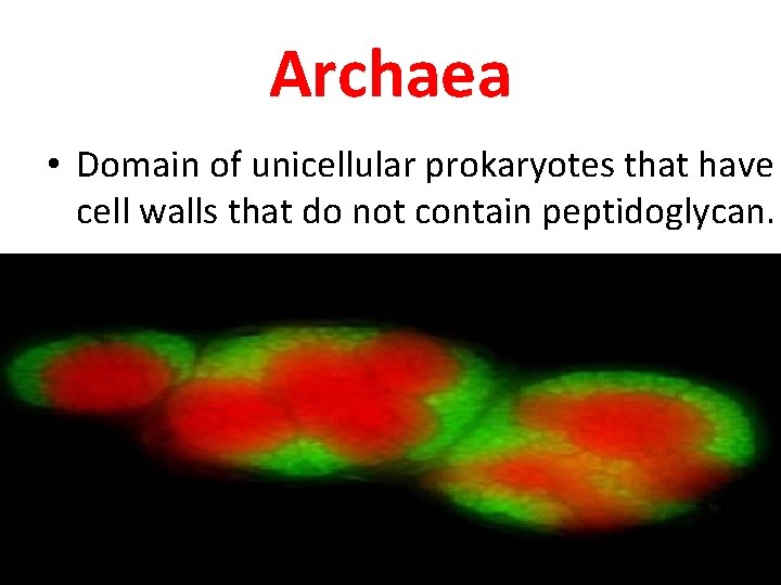 Archaea • Domain of unicellular prokaryotes that have cell walls that do not contain