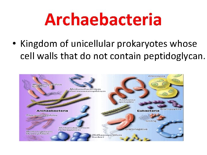 Archaebacteria • Kingdom of unicellular prokaryotes whose cell walls that do not contain peptidoglycan.