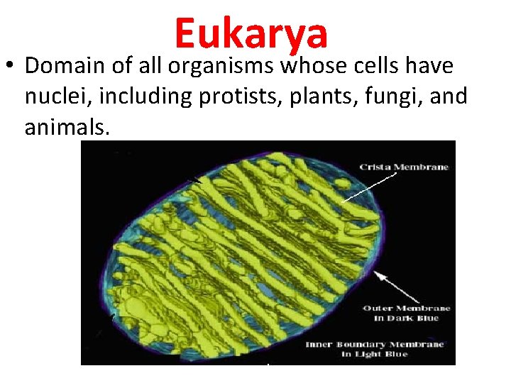 Eukarya • Domain of all organisms whose cells have nuclei, including protists, plants, fungi,