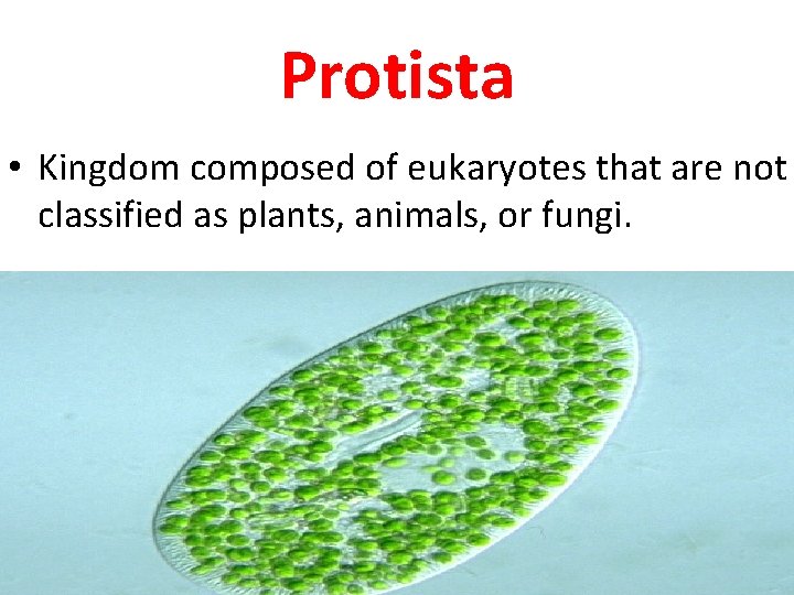 Protista • Kingdom composed of eukaryotes that are not classified as plants, animals, or