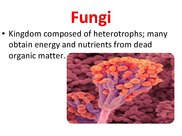 Fungi • Kingdom composed of heterotrophs; many obtain energy and nutrients from dead organic