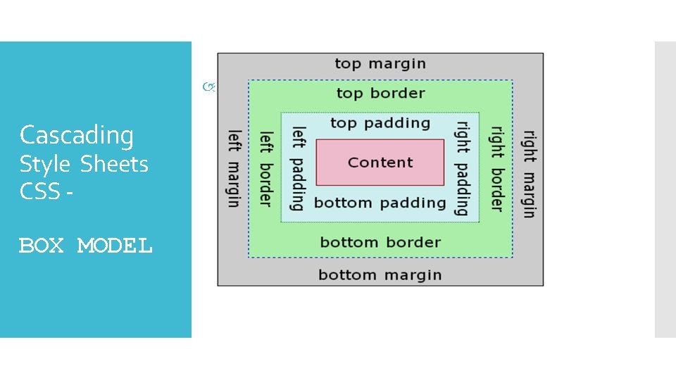  Cascading Style Sheets CSS BOX MODEL 