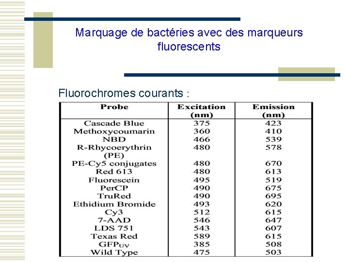 Marquage de bactéries avec des marqueurs fluorescents Fluorochromes courants : 