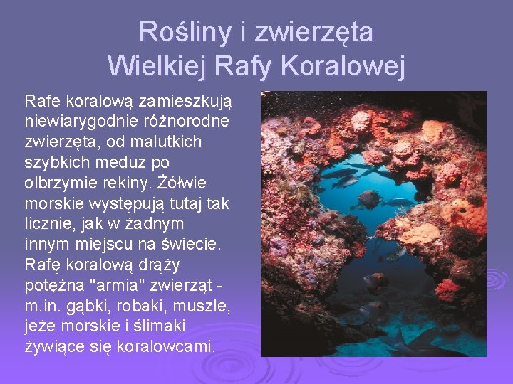 Rośliny i zwierzęta Wielkiej Rafy Koralowej Rafę koralową zamieszkują niewiarygodnie różnorodne zwierzęta, od malutkich