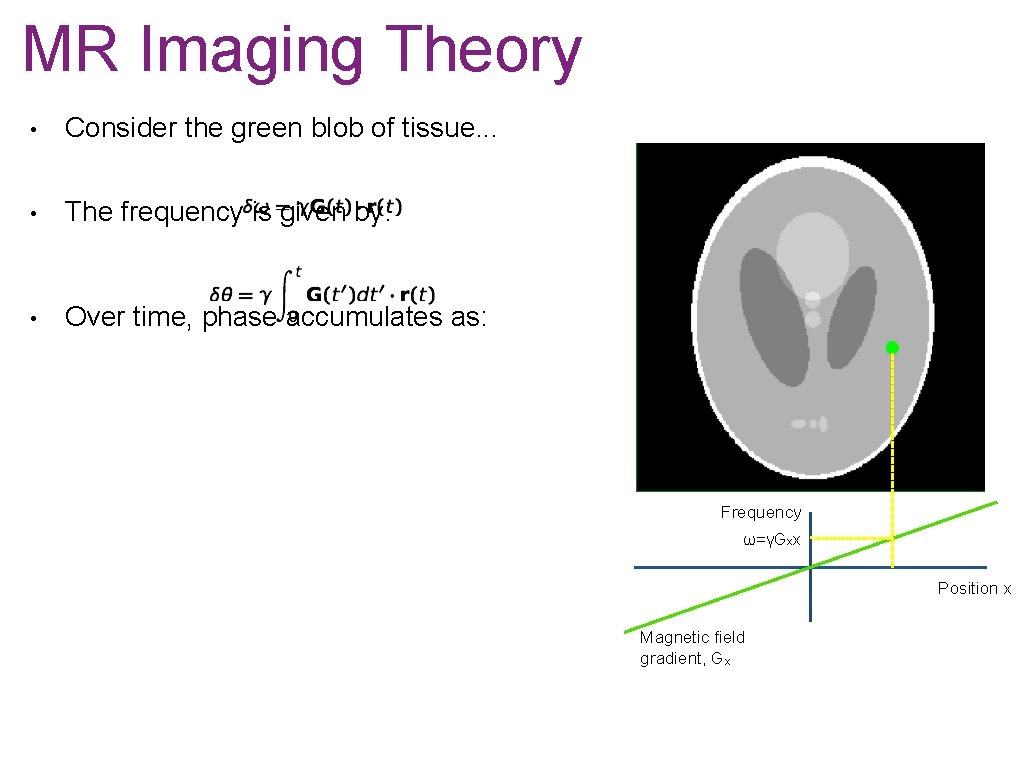 MR Imaging Theory • Consider the green blob of tissue. . . • The