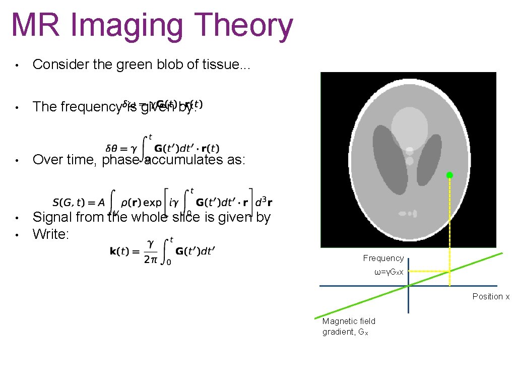 MR Imaging Theory • Consider the green blob of tissue. . . • The