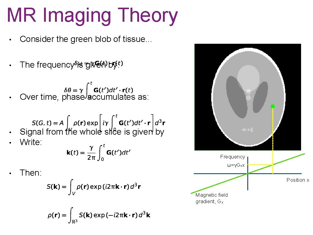 MR Imaging Theory • Consider the green blob of tissue. . . • The