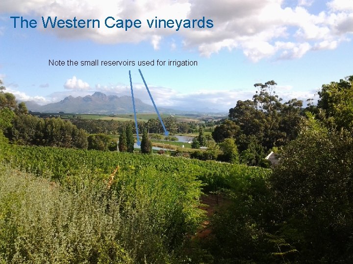 The Western Cape vineyards Note the small reservoirs used for irrigation Hodder & Stoughton