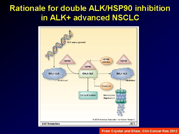 Rationale for double ALK/HSP 90 inhibition in ALK+ advanced NSCLC From Crystal and Shaw,