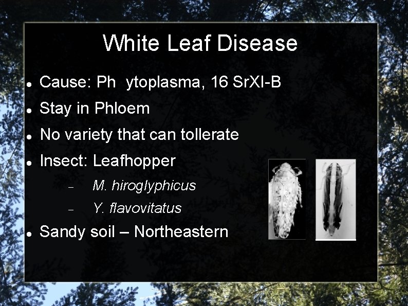 White Leaf Disease Cause: Ph ytoplasma, 16 Sr. XI-B Stay in Phloem No variety