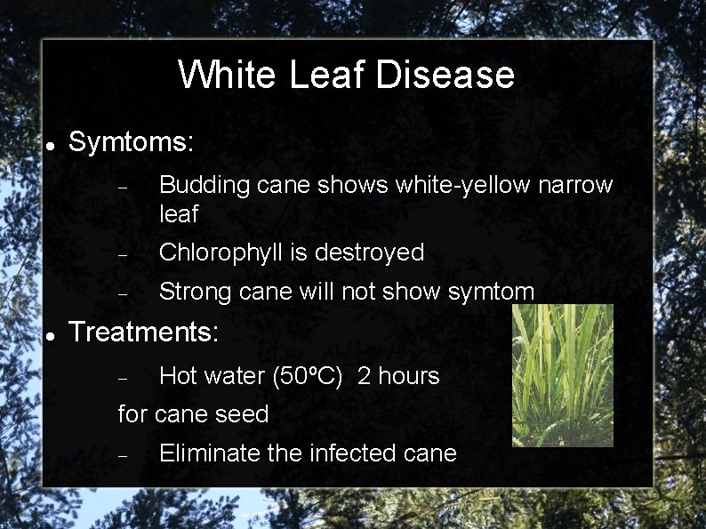 White Leaf Disease Symtoms: Budding cane shows white-yellow narrow leaf Chlorophyll is destroyed Strong