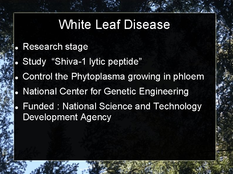 White Leaf Disease Research stage Study “Shiva-1 lytic peptide” Control the Phytoplasma growing in