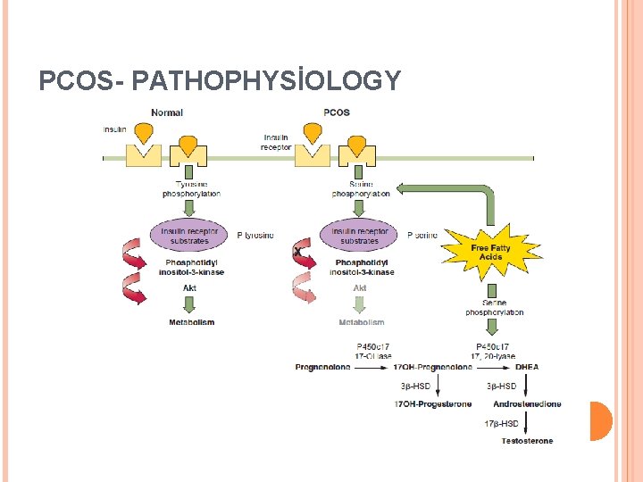 PCOS- PATHOPHYSİOLOGY 