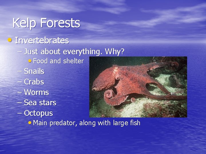 Kelp Forests • Invertebrates – Just about everything. Why? • Food and shelter –