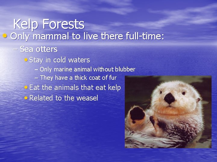 Kelp Forests • Only mammal to live there full-time: – Sea otters • Stay
