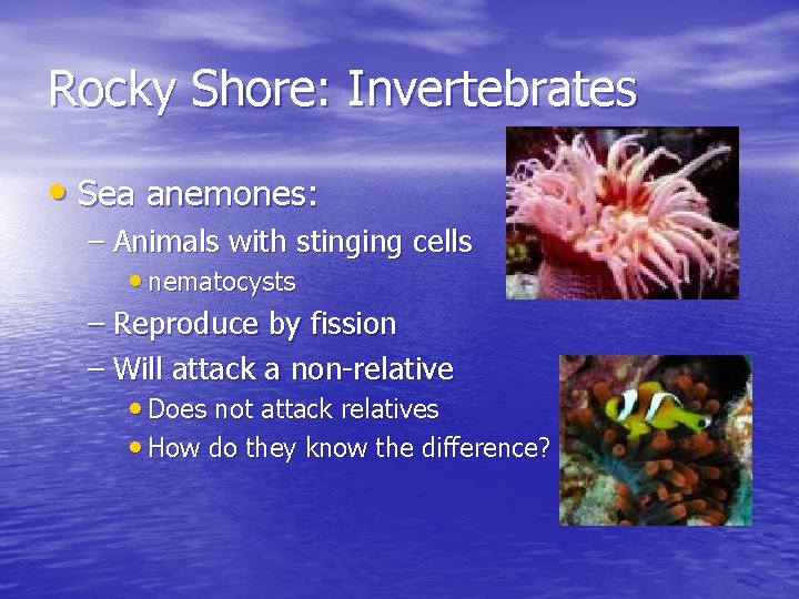 Rocky Shore: Invertebrates • Sea anemones: – Animals with stinging cells • nematocysts –