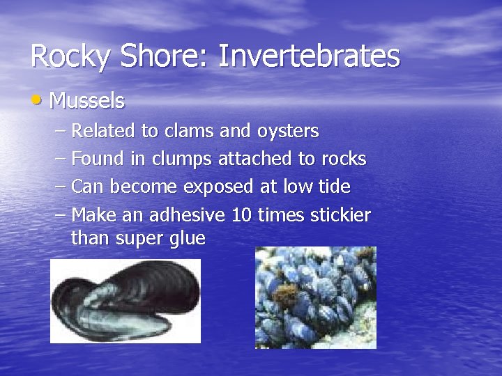 Rocky Shore: Invertebrates • Mussels – Related to clams and oysters – Found in