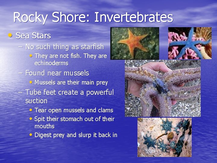Rocky Shore: Invertebrates • Sea Stars – No such thing as starfish • They