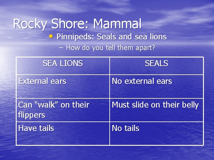 Rocky Shore: Mammal • Pinnipeds: Seals and sea lions – How do you tell