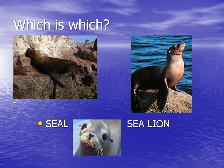Which is which? • SEAL SEA LION 