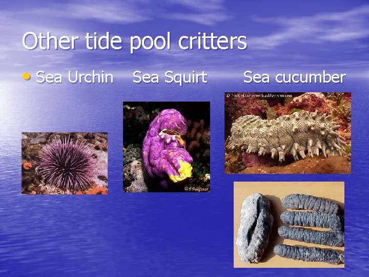 Other tide pool critters • Sea Urchin Sea Squirt Sea cucumber 