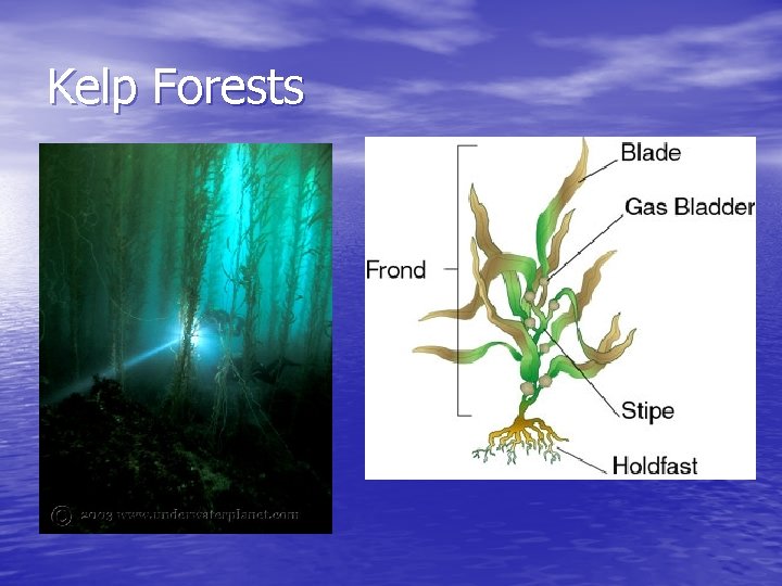 Kelp Forests 