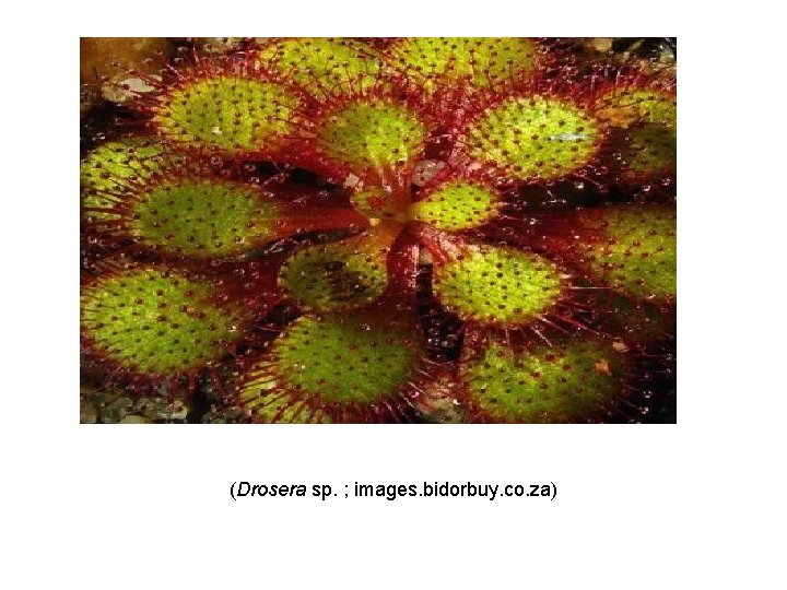 (Drosera sp. ; images. bidorbuy. co. za) 