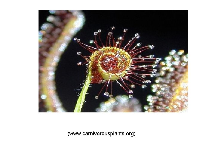 (www. carnivorousplants. org) 